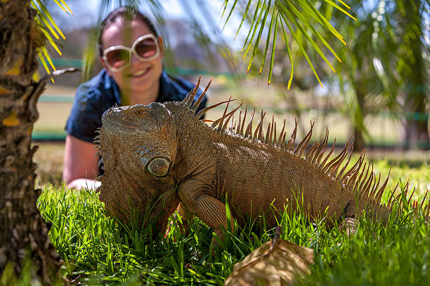 istock portrait of tropical iguana 467751526