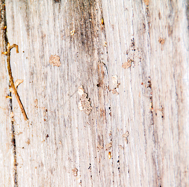 istock the wood for the background 467751998