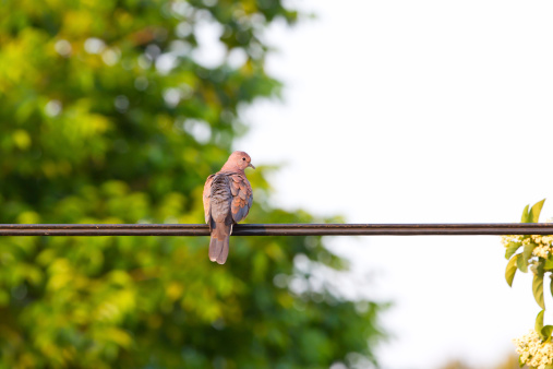 Laughing dove perched on a wire with its purple feathers ruffled