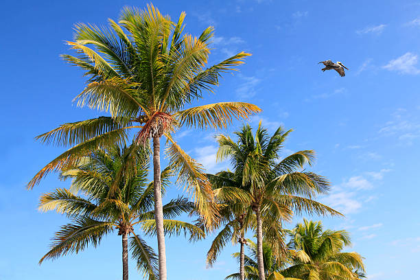 istock Coconut Palm Trees Against a Beautiful Tropical Sky 467753655