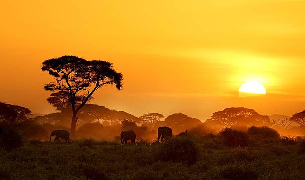 bei sonnenuntergang - afrika stock-fotos und bilder