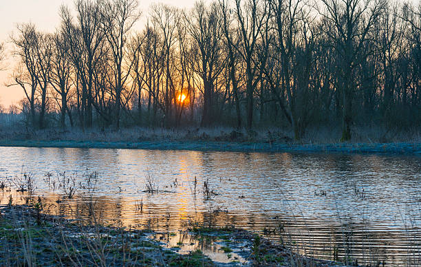 istock Trees along the shore of a lake at dawn 467755042