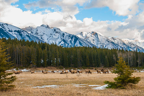 Wild Elk stock photo