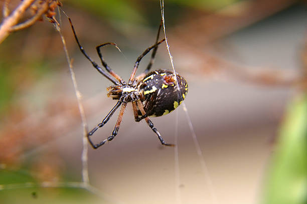 istock Close-up of Argiope Spider 467755459
