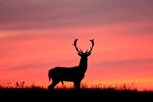 Fallow deer silhuette with a colorful sunset