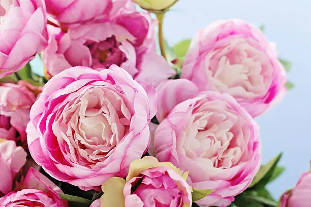 Pink peony flowers on blue background