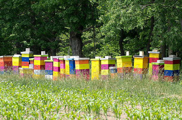 ハナバチ hives 次トウモロコシフィールド - beehive bee colony wax ストックフォトと画像