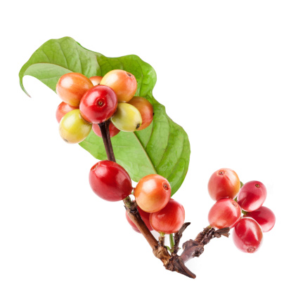 Coffee beans on a branch of tree