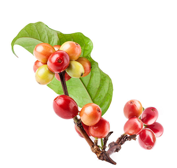 кофе и кофейных зерен на ветви дерева - coffee plant стоковые фото и изображения