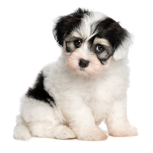 istock Beautiful sitting white spotted havanese puppy dog 467759997