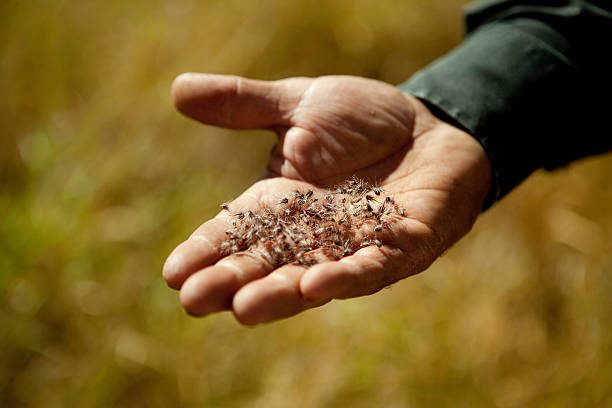istock hand holding creosote seeds 467761207