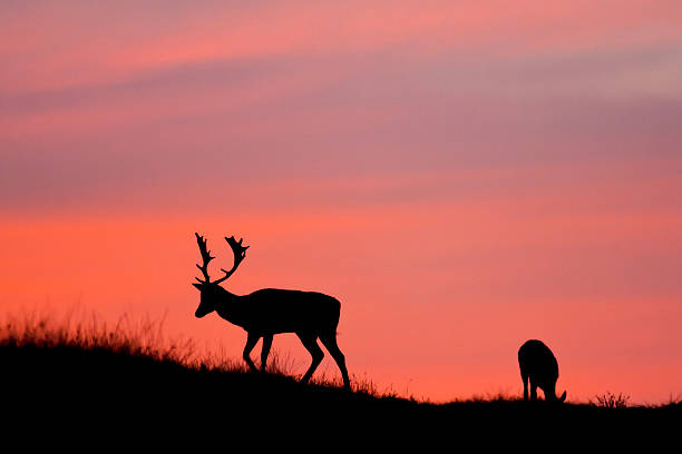 istock Fallow deer silhuette with a colorful sunset. 467761481