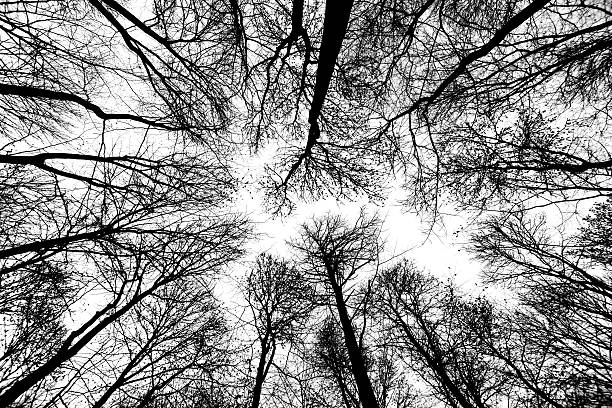 istock crown of tree with blue sky 467761615