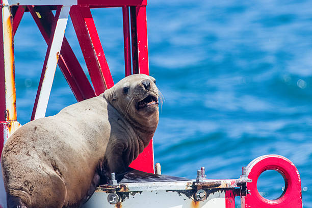 istock California Sea Lion 467761903