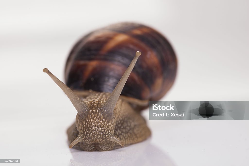 Garden Snail Isolated Animal Stock Photo