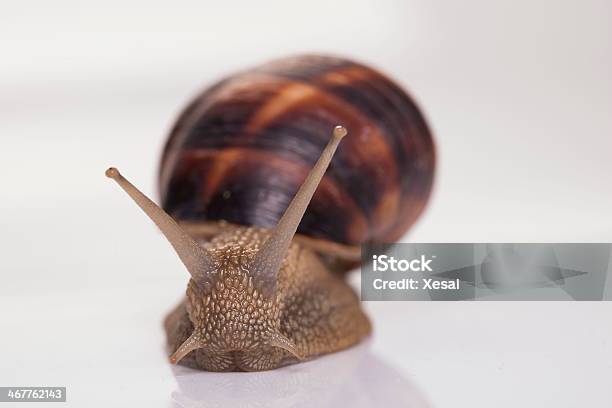 Garden Snail Isolated Stock Photo - Download Image Now - Animal, Animal Antenna, Animal Shell