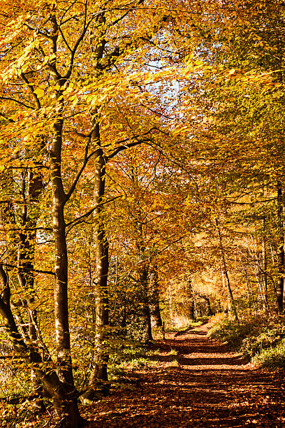 outono cores, riverside walk, 2103 de novembro - river annan - fotografias e filmes do acervo