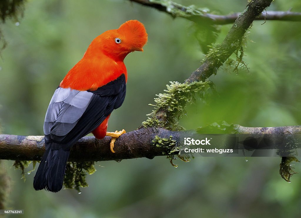 Colorful bird perched on top of a tree branch cock of the rock bird Andean Cock Of The Rock Stock Photo