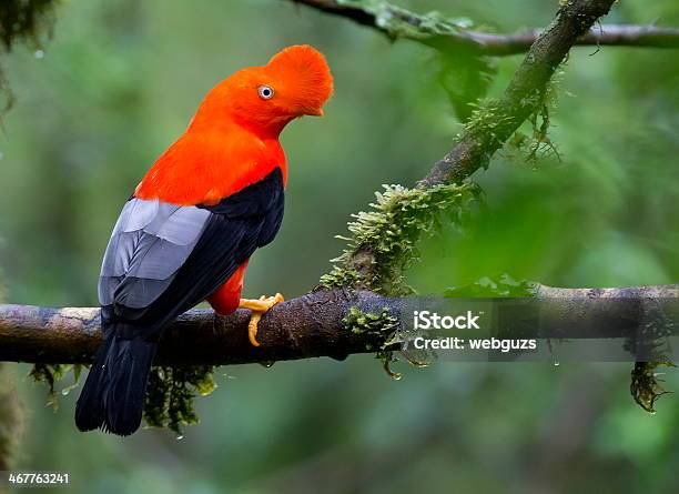 Colorful Bird Perched On Top Of A Tree Branch Stock Photo - Download Image Now - Andean Cock Of The Rock, Andes, Animal Wildlife