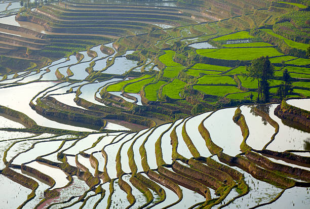istock Rice terraces. Yunnan, China 467763953
