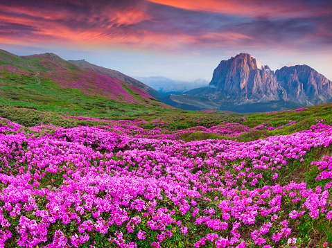 Colorful summer sunrise in the  mountains. Fields of blossom rhododendrons in the morning mist.
