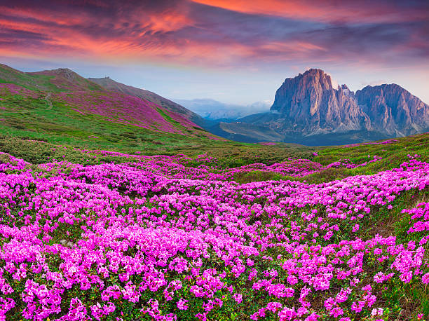 Beautiful summer sunrise over mountains and purple flowers stock photo