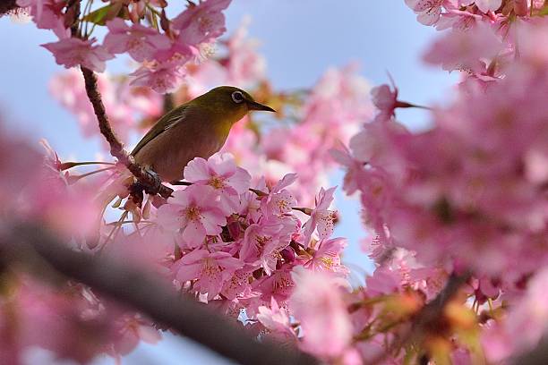 istock Cherry Blossom and Japanese White-eye 467764550