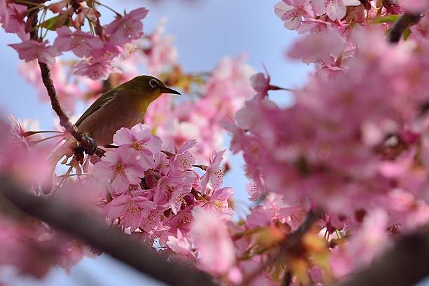 istock Cherry Blossom and Japanese White-eye 467764788
