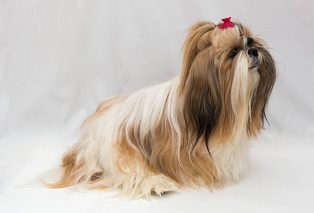 istock Small dog breeds Shih Tzu 467764876