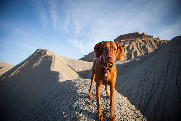 istock Vizsla dog in Badlands 467767470