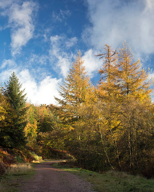Autumn Colors on Quantock Hills stock photo