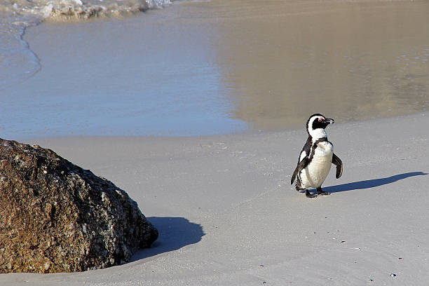 istock Wild South African penguins 467767638