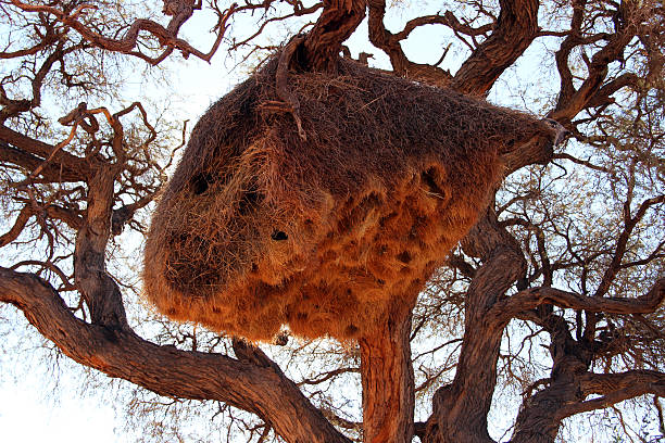 istock African social weaver nest 467767894