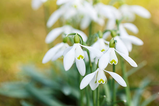 istock Snowdrop spring flowers in morning light 467768316