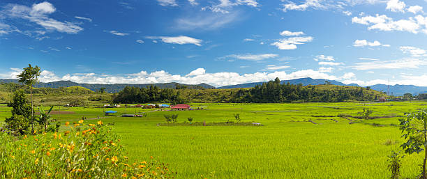 An expansive view of rice fields Rice fields on Samosir Island, Lake Toba, North Sumatra, Indonesia lake toba indonesia stock pictures, royalty-free photos & images