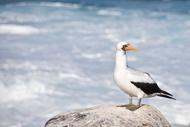 Masked Booby stock photo