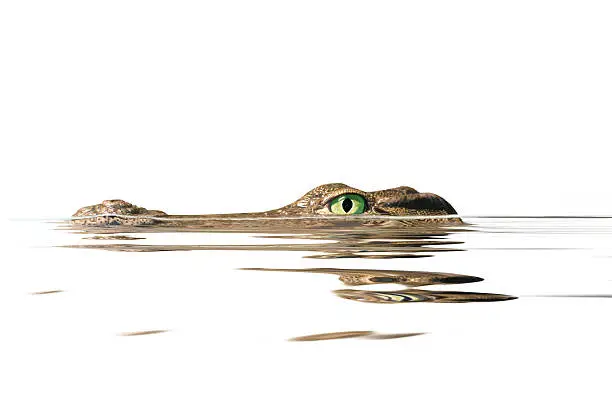 portrait  alligator on the white background