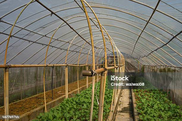 Organic Farm Greenhouse Stock Photo - Download Image Now - 2015, Agricultural Activity, Agricultural Field