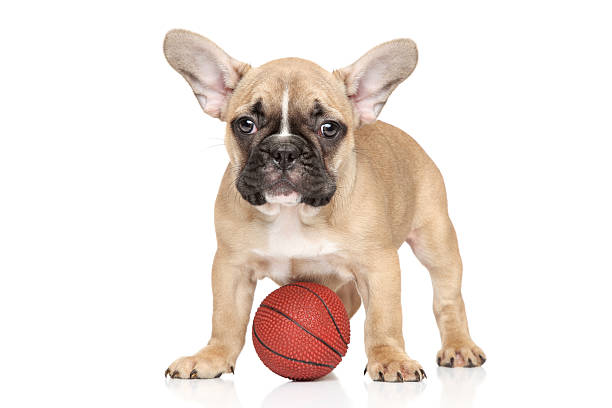 istock French bulldog with small orange ball 467770661