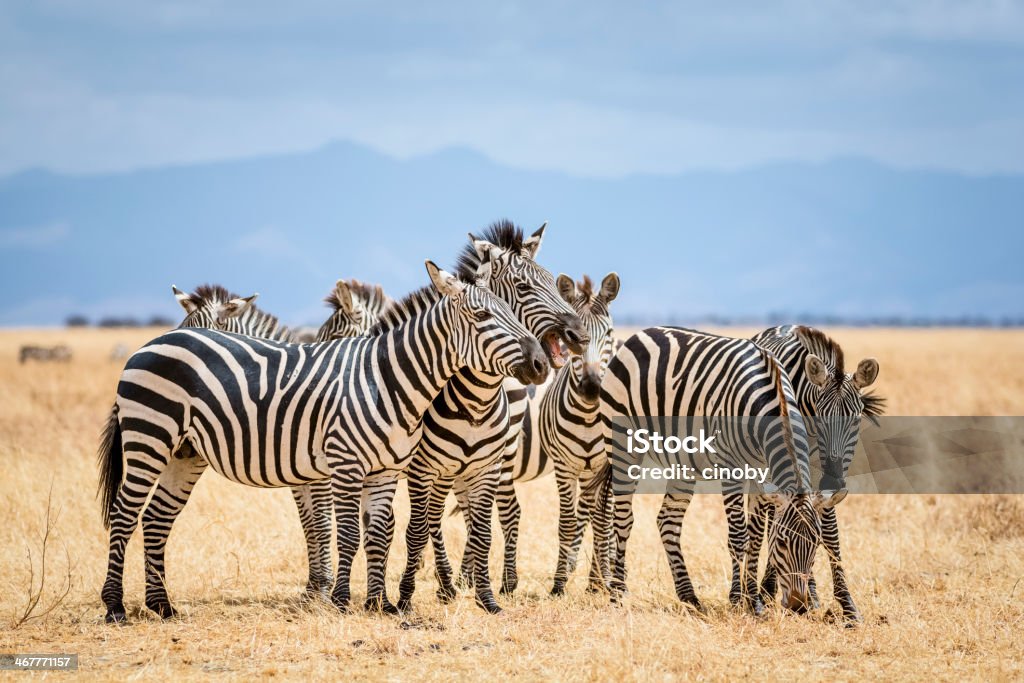 Zebras im Tarangire-Nationalpark, Tansania - Lizenzfrei Zebra Stock-Foto