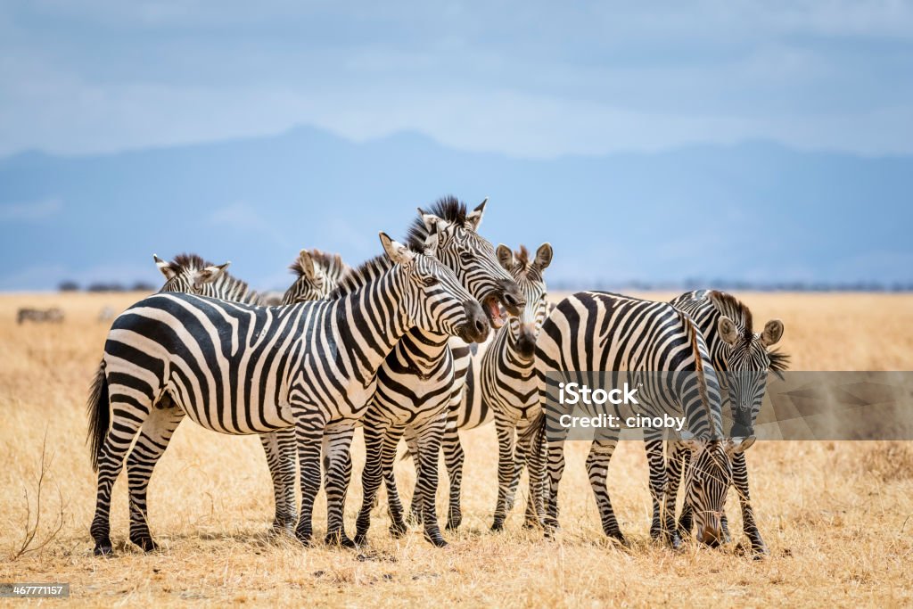 Zebras w Park Narodowy Tarangire/Tanzania - Zbiór zdjęć royalty-free (Zebra)