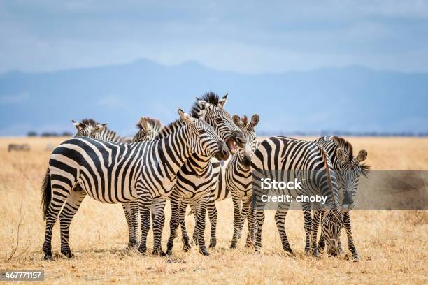 Zebras W Park Narodowy Tarangiretanzania - zdjęcia stockowe i więcej obrazów Zebra - Zebra, Safari, Afryka