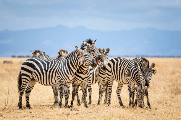 зебрами в национальный парк тарангире/танзания - safari animals arid climate animal mammal стоковые фото и изображения