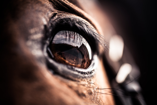Detailed macro shot of a horse's eye. The horse has a brown color and the cilia / lashes are well visible. Front view on the horse's head, so the eye is seen from the side.