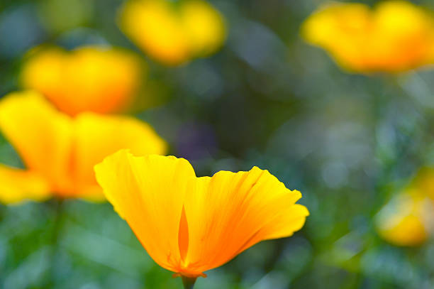 istock California Poppy 467772666
