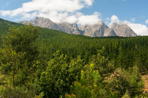 Forest landscape scene with pine forest and mountains in background under a cloudy blue summer sky. At Bain's Kloof Pass near Wellington, South Africa.