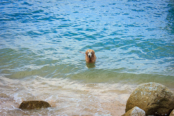 istock Dog standing in sea 467774204