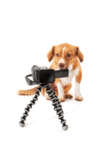 Portrait of dog looking at camcorder on tripod isolated over white background
