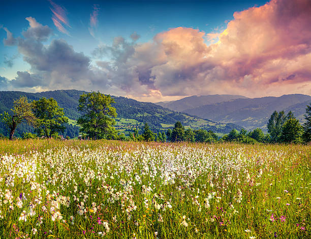 istock Colorful summer sunrise in the mountains with a feather grass 467774564