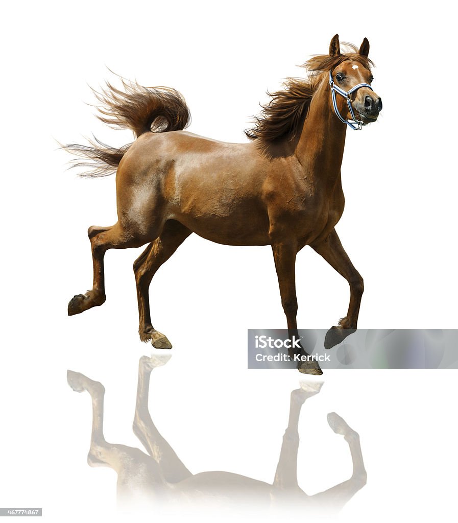 Arabian-horse-mare-isoliert auf weiss - Lizenzfrei Pferd Stock-Foto